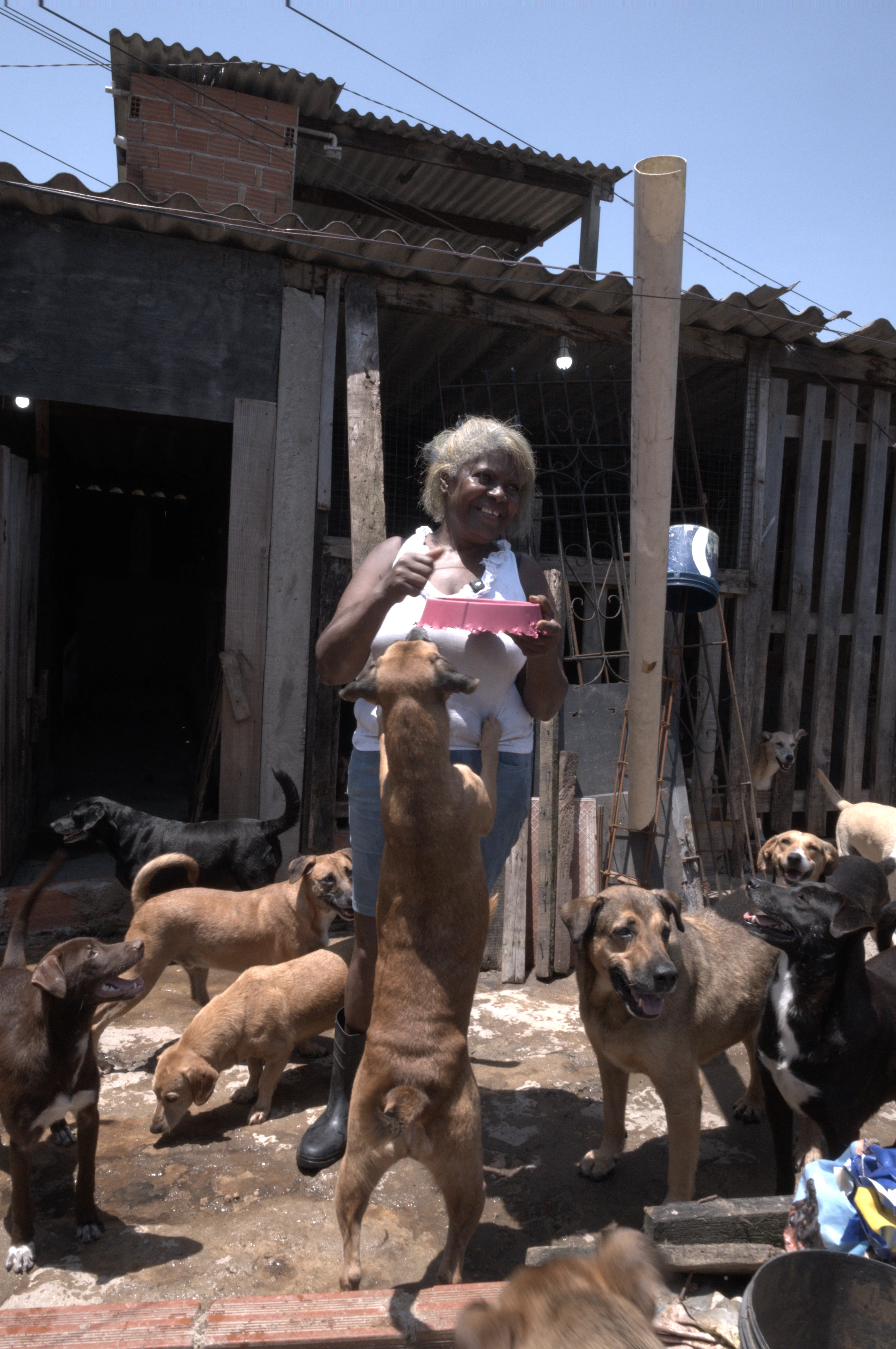 Cão resgatado aguardando adoção