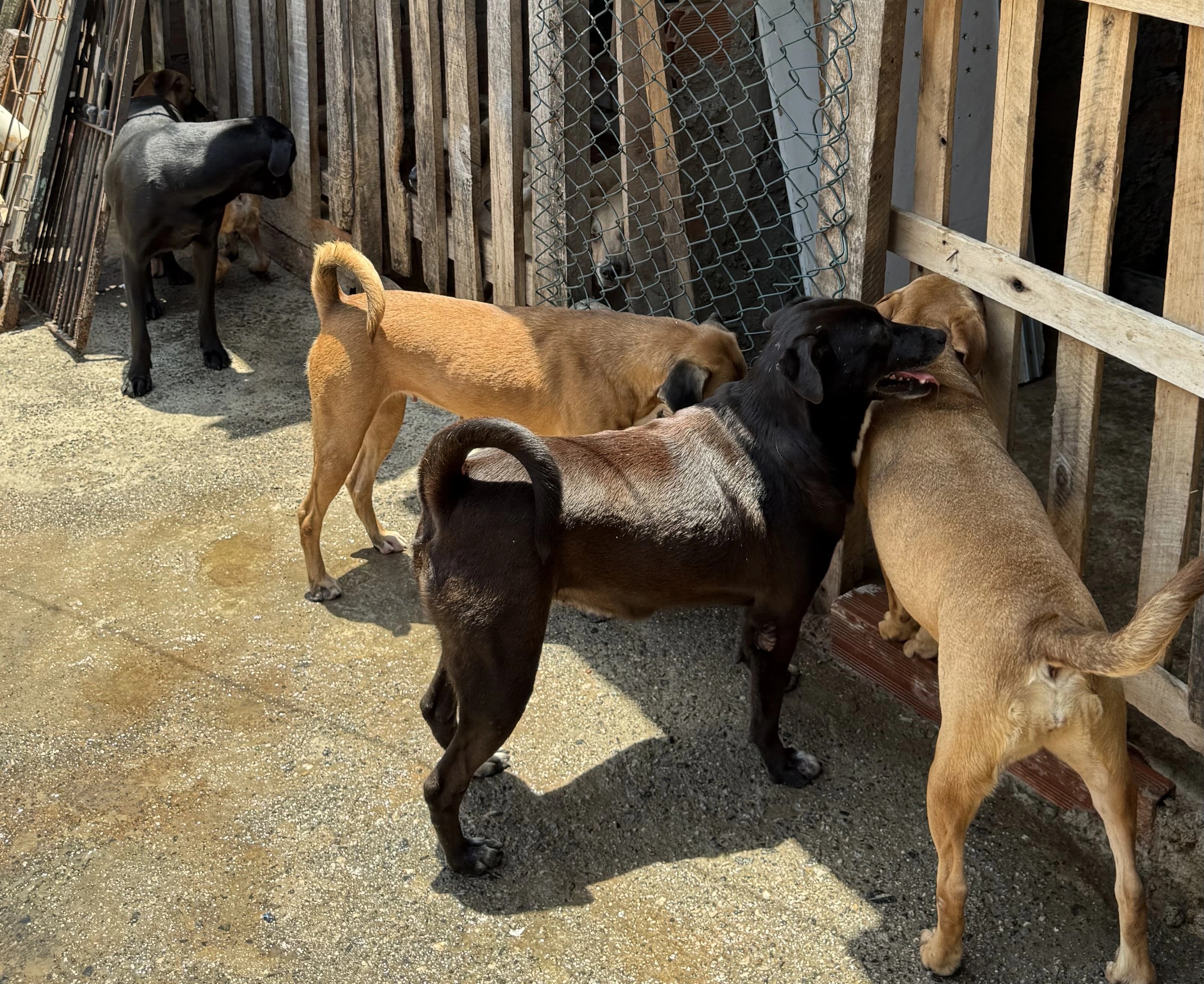 Cachorra abraçada pela voluntária